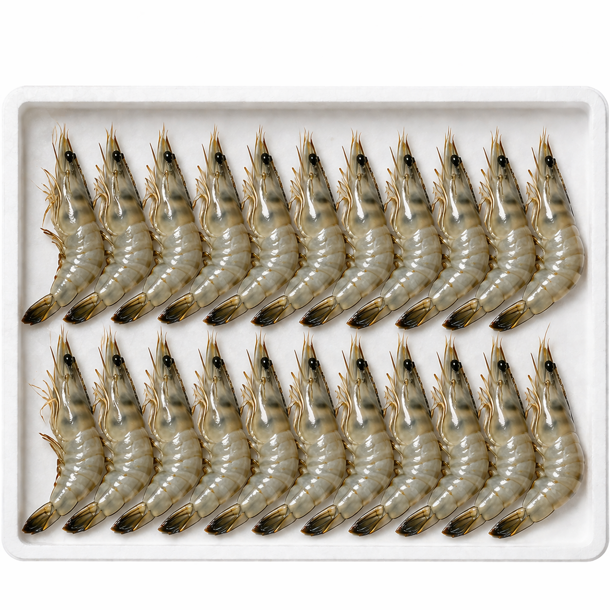 70 Count Prawns