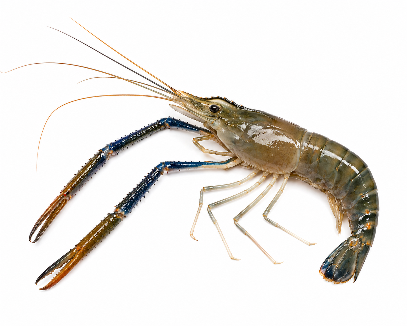 Scampi Prawn