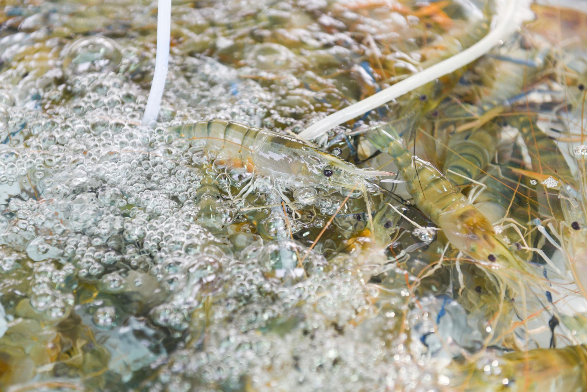 Prawn harvesting